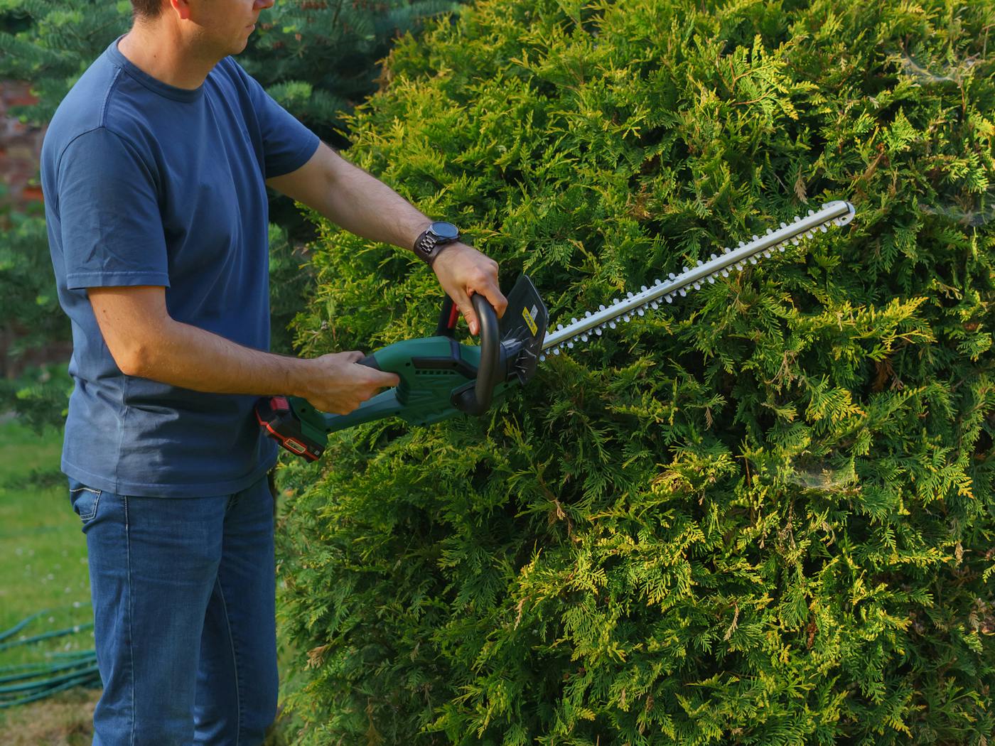 Boxwood hedges shaped into a neat rectangle along a residential walkway after trimming.