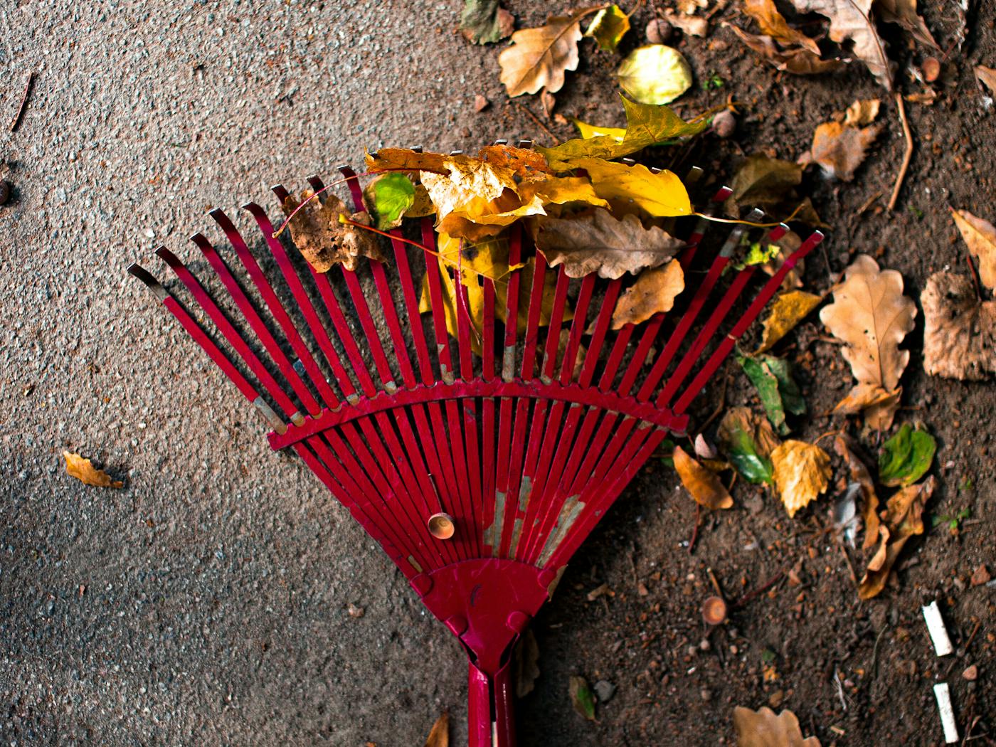 Red rake gathering fallen leaves off a concrete driveway during a fall cleanup.